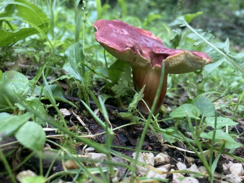 pic