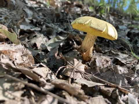 pic