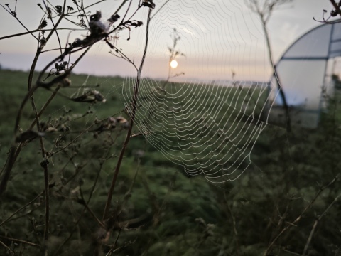 pic