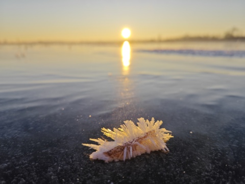 pic