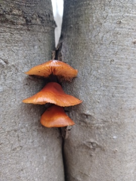 pic