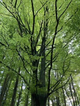 pic