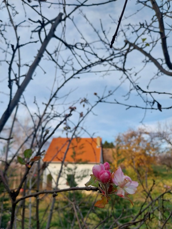 beillesztett kép