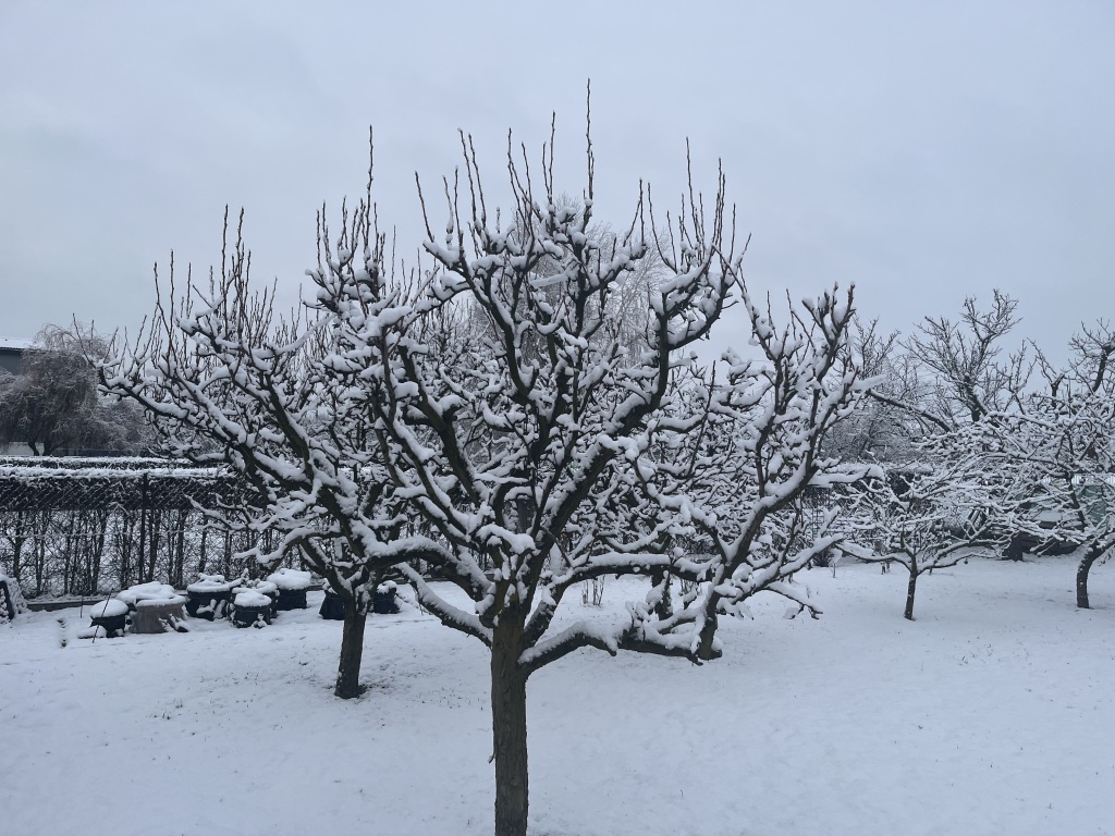 beillesztett kép
