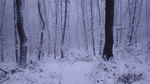 pic