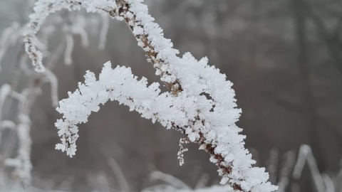 pic