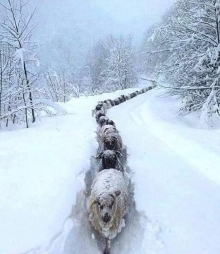 pic