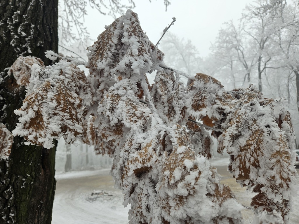 beillesztett kép
