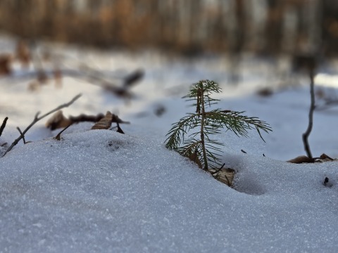 pic