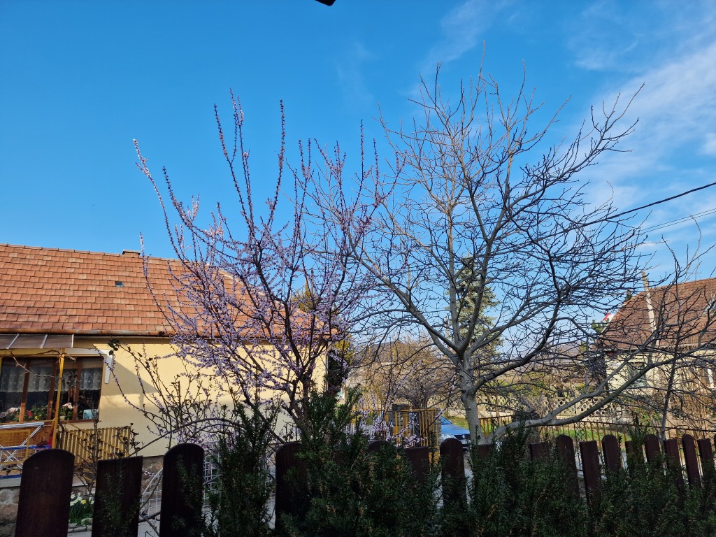 beillesztett kép