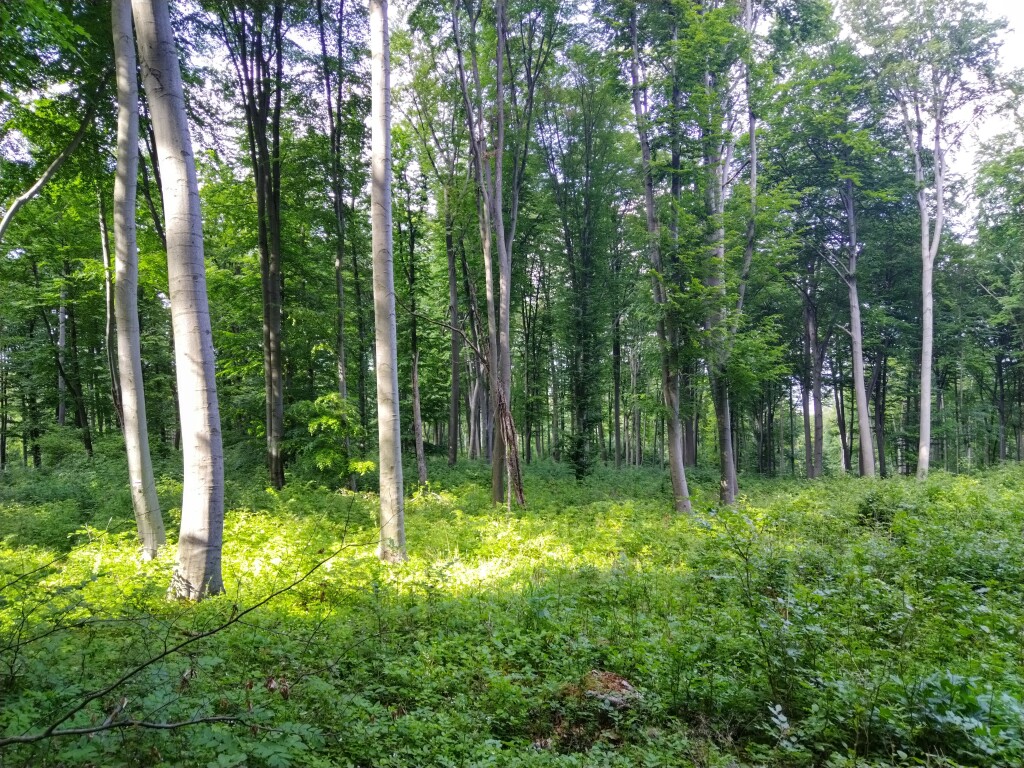 beillesztett kép