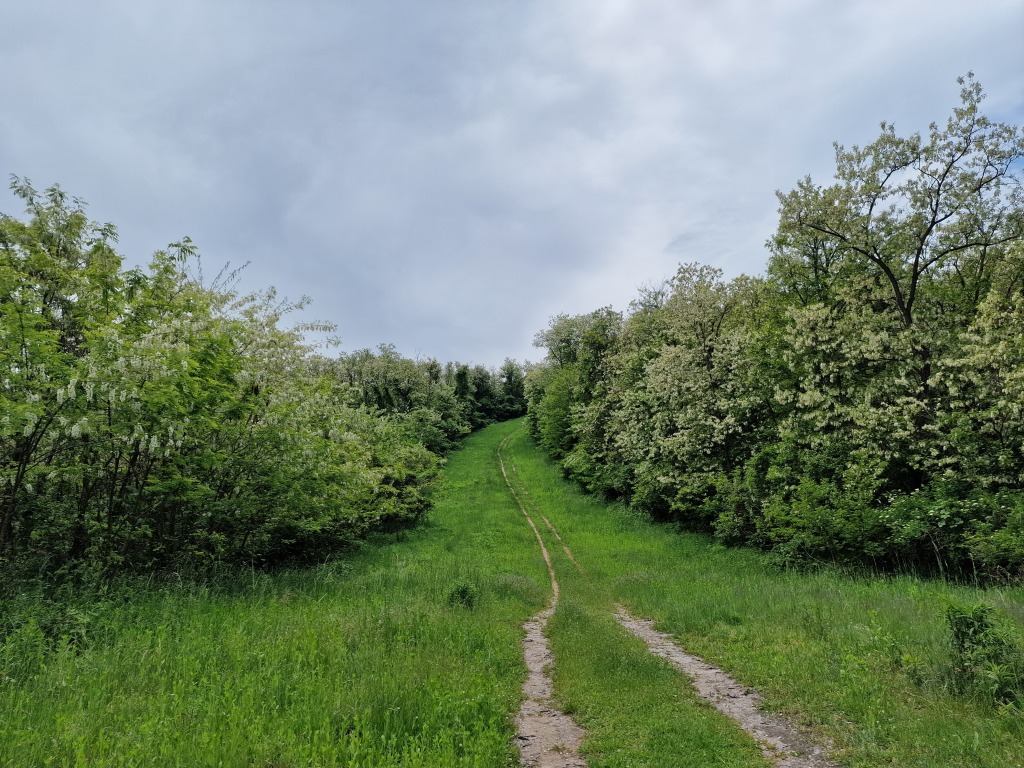 beillesztett kép
