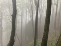 pic