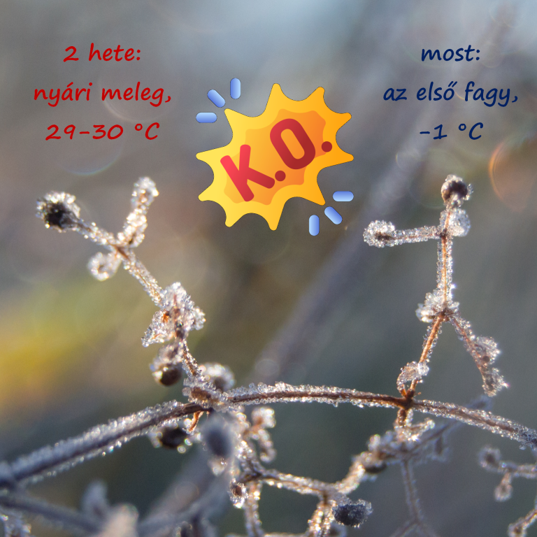 beillesztett kép