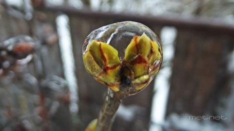 pic