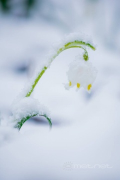 pic