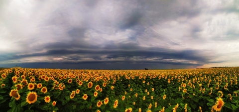 pic