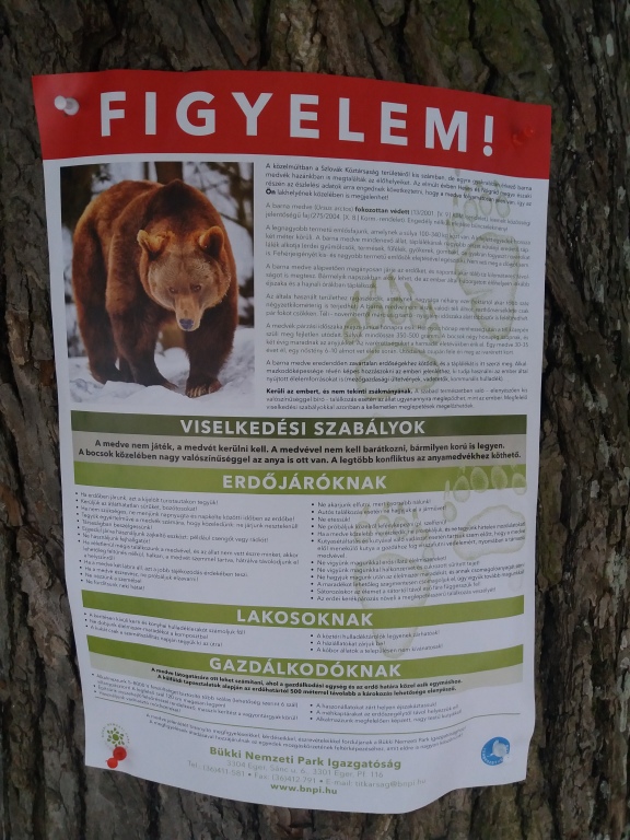 beillesztett kép